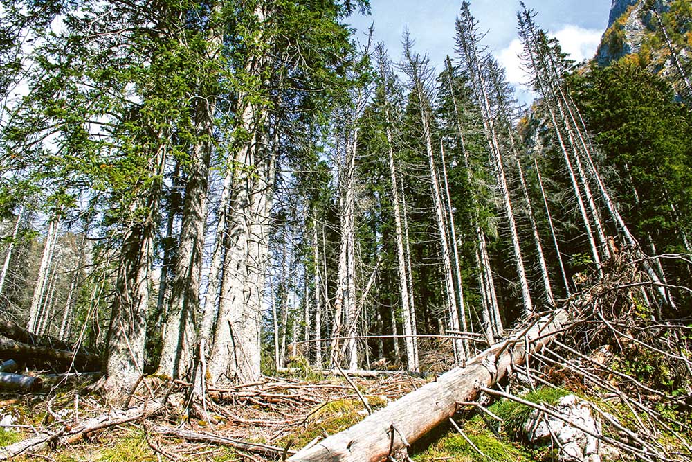 Wald im Wandel – Wildnis zulassen