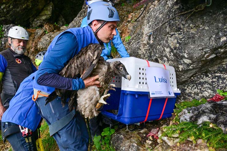 Luisa ist in der Auswilderungsnische angekommen - © Hansruedi Weyrich (weyrichfoto.ch)