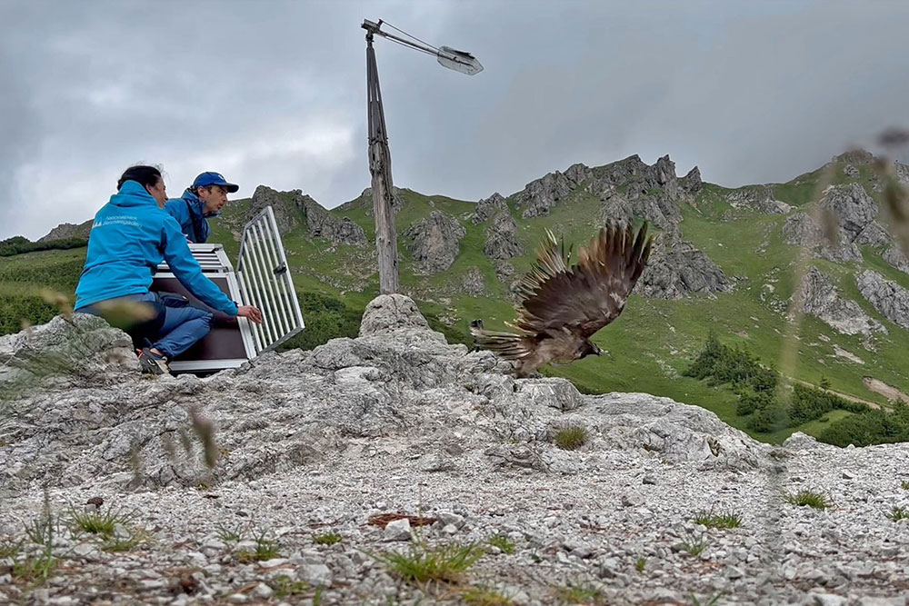 Vinzenz kehrt in die Alpen zurück © Nationalpark Berchtesgaden