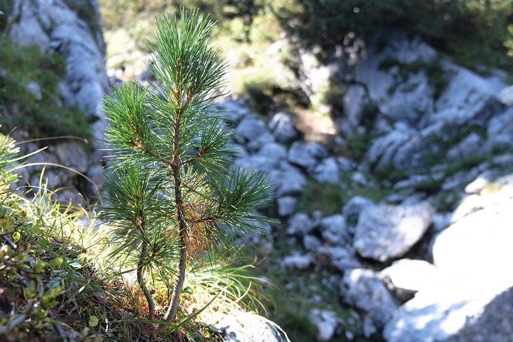 Forest Inventory Intensive Plots