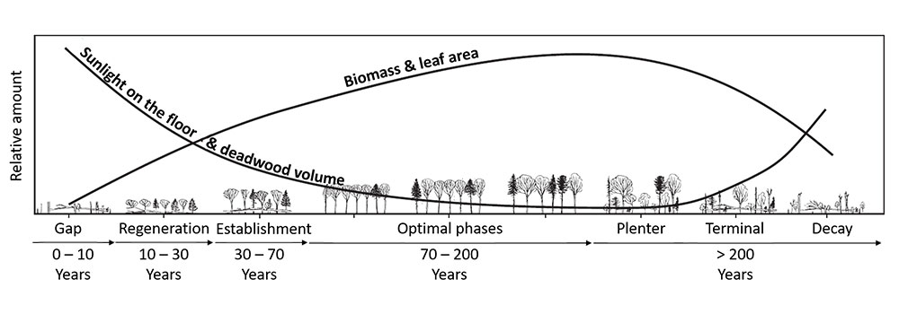 Change in resource availability along the natural forest development. It should be noted that the decay phase can also occur earlier due to disturbances. Graphic adapted from Hilmers et al. (2018) Biodiversity along temperate forest succession.