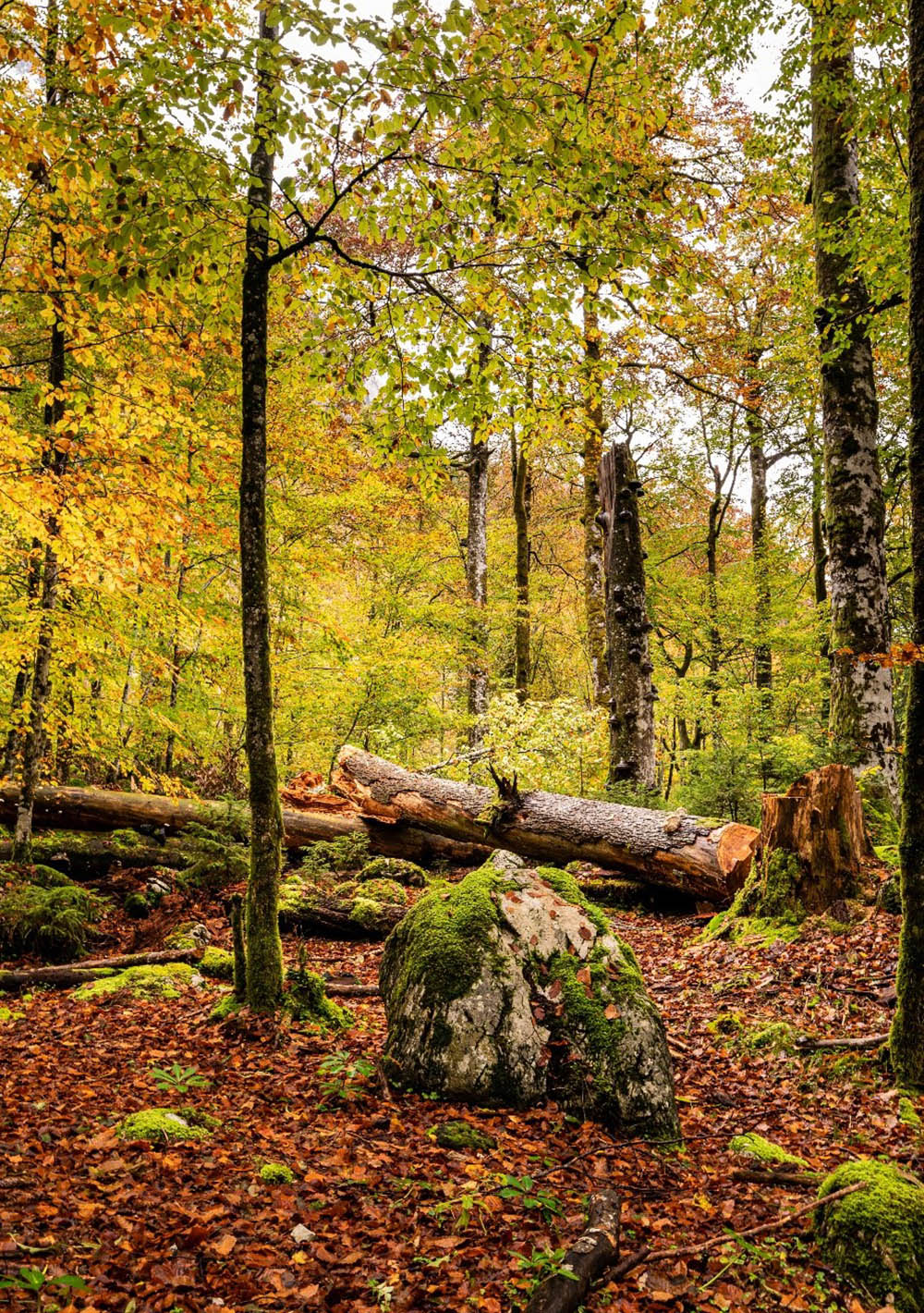 Natürliche Waldstrukturen in einem submontanen Buchenwald (Foto: Michael Maroschek)