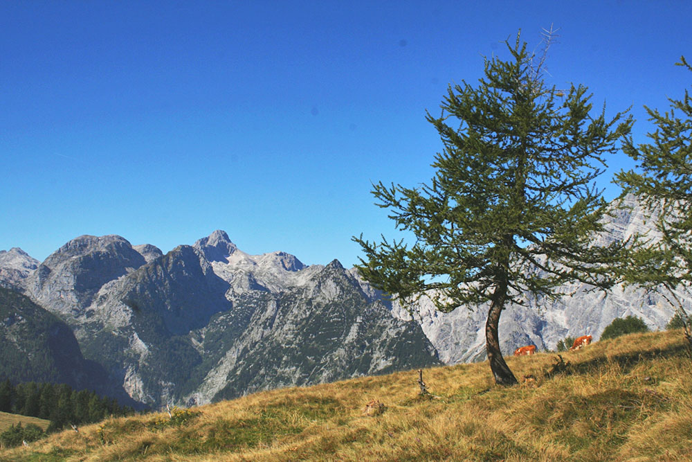 Plateau with larch