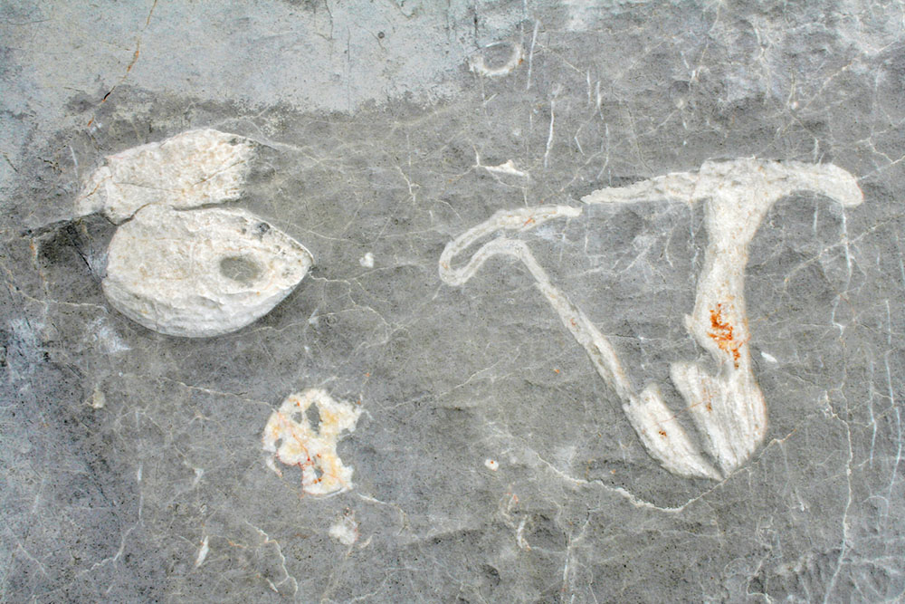 Megalodonts in the Dachstein Limestone