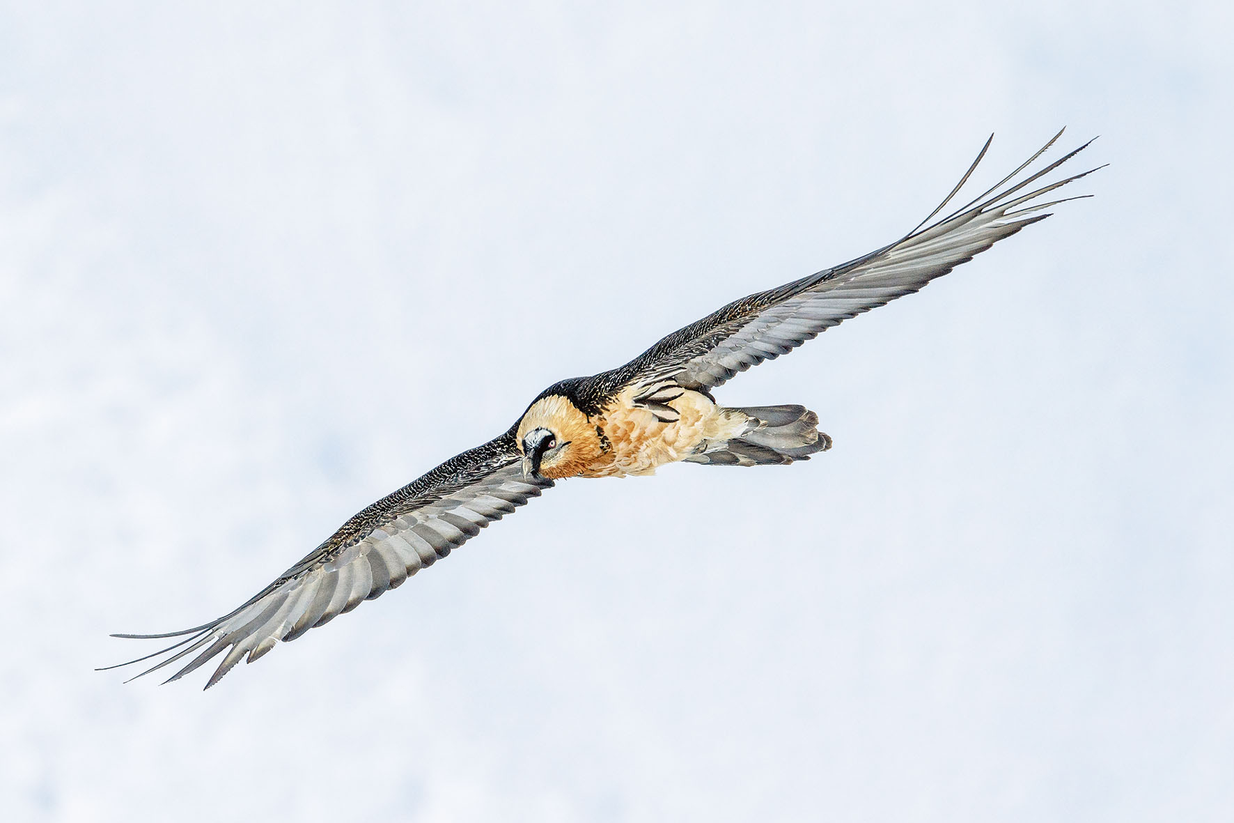 Pressebild: Bildnachweis: Weyrichfoto.ch