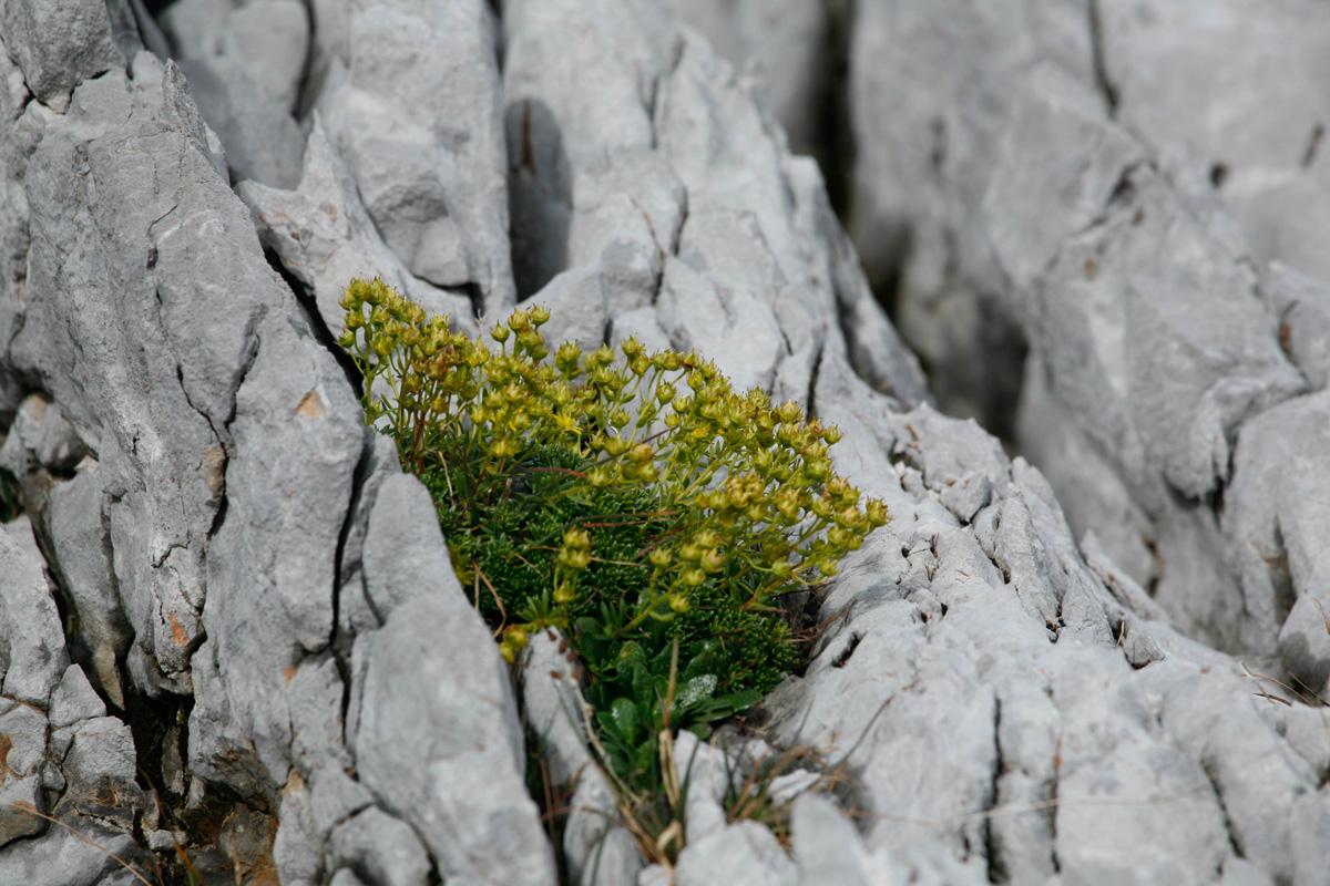 Flora in karst rocks