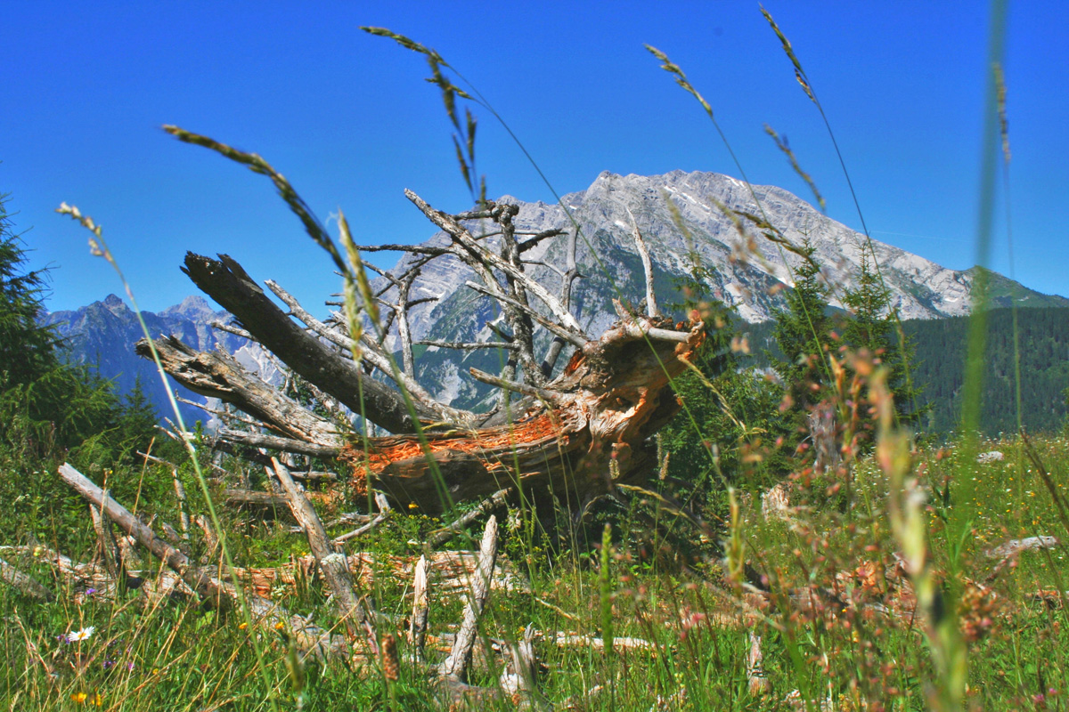 Rotten tree on alpine pasture in front of Watzmann