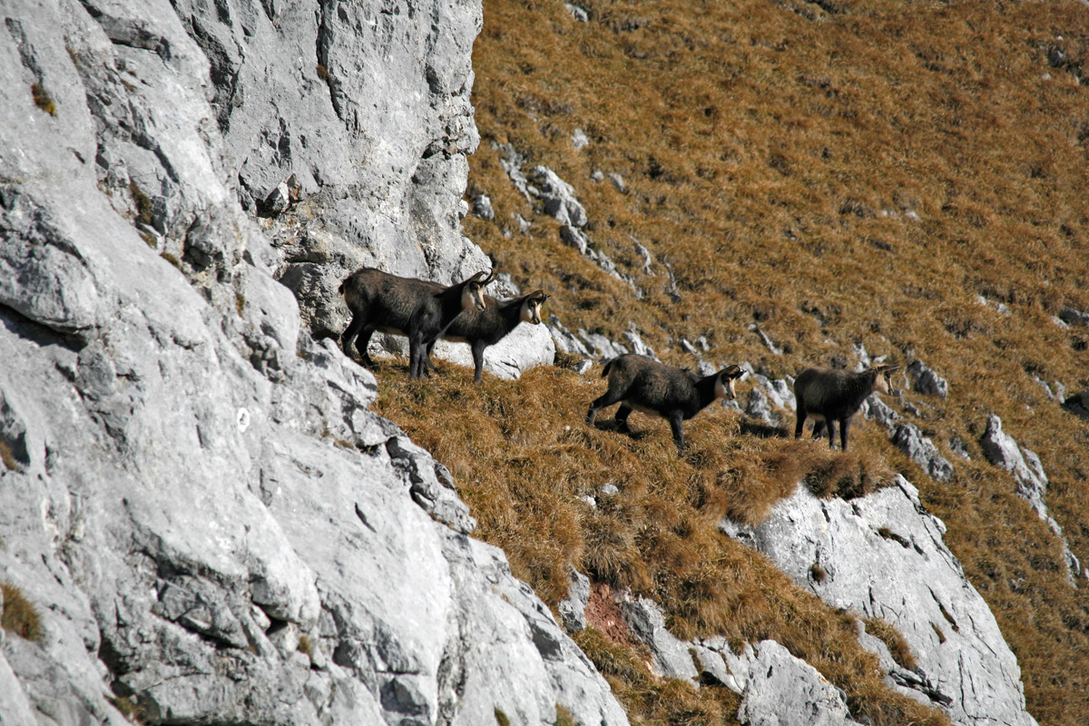 Chamois herd