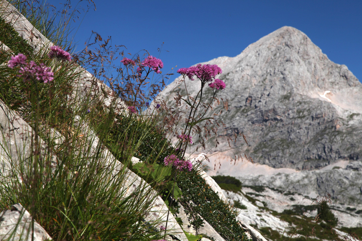 Alpine flowers